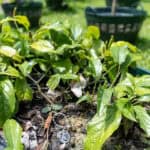 013 Piper sarmentosum – Wild Betel Leafbush 3 Piper sarmentosum