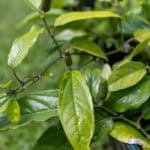 013 Piper sarmentosum – Wild Betel Leafbush 1 Piper sarmentosum-3