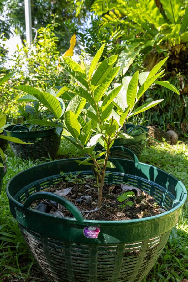 Thai Medicinal Herb Garden Plant Index | Kamala Beach Estate 66 Psidium guajava – Guava (ฝรั่ง), young Thai medicinal tree with oval leaves used for digestion and wound healing.