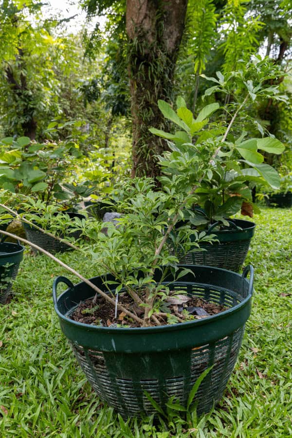 Thai Medicinal Herb Garden Plant Index | Kamala Beach Estate 29 Rauvolfia serpentina – Indian Snakeroot (ระว่านงู), Thai medicinal shrub with glossy whorled leaves used for calming and blood pressure regulation.