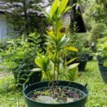 Rauvolfia serpentina – Indian Snakeroot (ระย่อม), Thai medicinal plant with glossy green leaves and smooth stems.