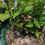 035 Ruellia tuberosa – Minnieroot 4 Ruellia tuberosa
