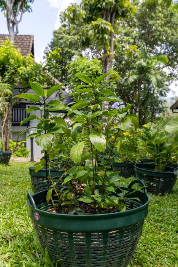 Thai Medicinal Herb Garden Plant Index | Kamala Beach Estate 35 Ruellia tuberosa – Minnieroot (ต้อยติ่ง), Thai medicinal plant with violet-blue flowers used for fever and urinary tract remedies.
