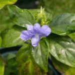 035 Ruellia tuberosa – Minnieroot 2 Ruellia tuberosa-3