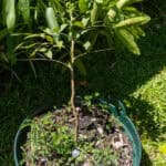 052 Sandoricum koetjape – Santol (กระท้อน) 3 Sandoricum koetjape