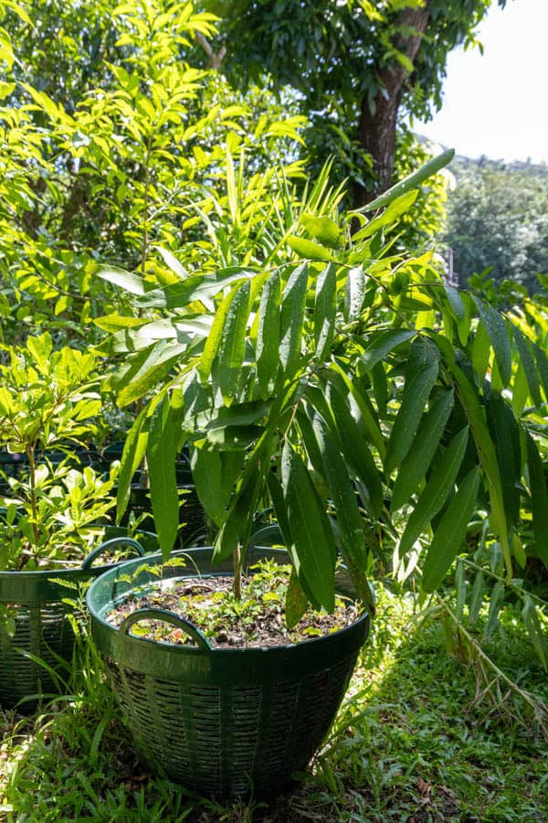 Thai Medicinal Herb Garden Plant Index | Kamala Beach Estate 52 Sandoricum koetjape – Santol (กระท้อน), Thai medicinal fruit tree with large compound leaves and round edible fruits.