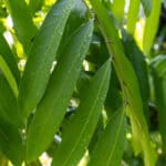 052 Sandoricum koetjape – Santol (กระท้อน) 1 Sandoricum koetjape-3