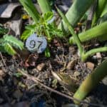 097 Sansevieria cylindrica – African Spear (ลิ้นมังกรทรงกระบอก) 2 Sansevieria cylindrica