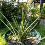 097 Sansevieria cylindrica – African Spear (ลิ้นมังกรทรงกระบอก) 1 Sansevieria cylindrica – African Spear (ลิ้นมังกรทรงกระบอก), upright cylindrical leaves of a Thai air-purifying succulent.