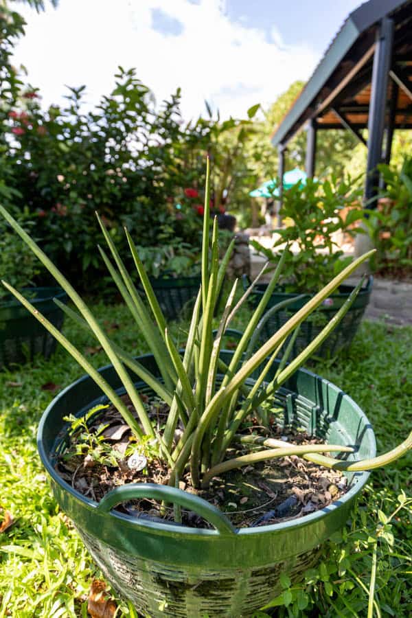 Thai Medicinal Herb Garden Plant Index | Kamala Beach Estate 93 Sansevieria cylindrica – African Spear (ลิ้นมังกรทรงกระบอก), upright cylindrical leaves of a Thai air-purifying succulent.