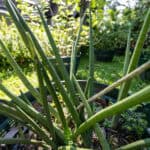 097 Sansevieria cylindrica – African Spear (ลิ้นมังกรทรงกระบอก) 3 Sansevieria cylindrica-3