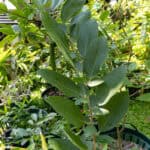 Senna alata – Candle Bush (ชุมเห็ดเทศ), upright Thai medicinal shrub with ribbed stems and broad green leaves.