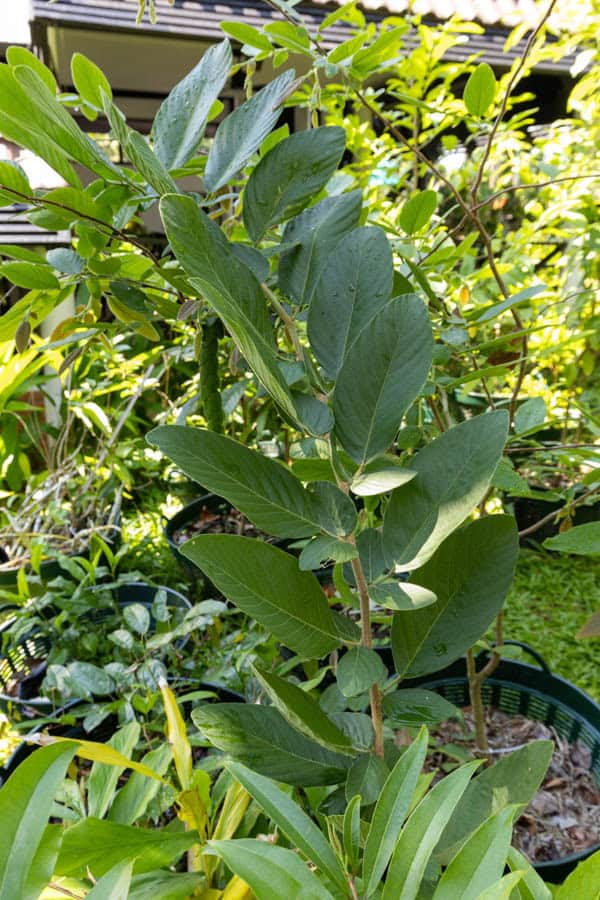 Thai Medicinal Herb Garden Plant Index | Kamala Beach Estate 70 Senna alata – Candle Bush (ชุมเห็ดเทศ), upright Thai medicinal shrub with ribbed stems and broad green leaves.