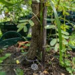049 Senna siamea – Siamese Cassia (ขี้เหล็ก) 2 Senna-siamea-1