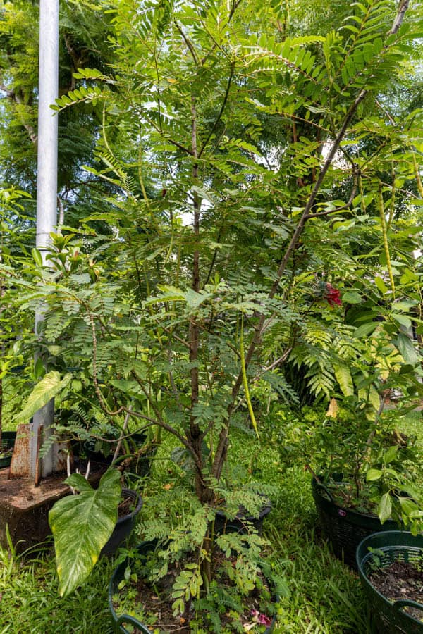 Thai Medicinal Herb Garden Plant Index | Kamala Beach Estate 49 Senna siamea – Siamese Cassia (ขี้เหล็ก), Thai medicinal tree with pinnate leaves and slender seed pods.