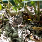 096 Strobilanthes crispa – Saled Phangphon Tua Phu (Black Face General) 3 Strobilanthes crispa