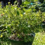 096 Strobilanthes crispa – Saled Phangphon Tua Phu (Black Face General) 2 Strobilanthes crispa – Saled Phangphon Tua Phu (Black Face General), Thai medicinal shrub with glossy veined leaves and small yellow tubular flowers.