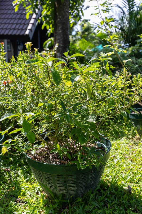 Thai Medicinal Herb Garden Plant Index | Kamala Beach Estate 92 Strobilanthes crispa – Saled Phangphon Tua Phu (Black Face General), Thai medicinal shrub with glossy veined leaves and small yellow tubular flowers.