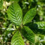 096 Strobilanthes crispa – Saled Phangphon Tua Phu (Black Face General) 1 Strobilanthes crispa-3