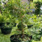 Syzygium antisepticum (จันผา / Wild Cinnamon), Thai medicinal shrub with glossy green leaves and reddish new shoots.