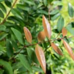 Syzygium antisepticum_-3