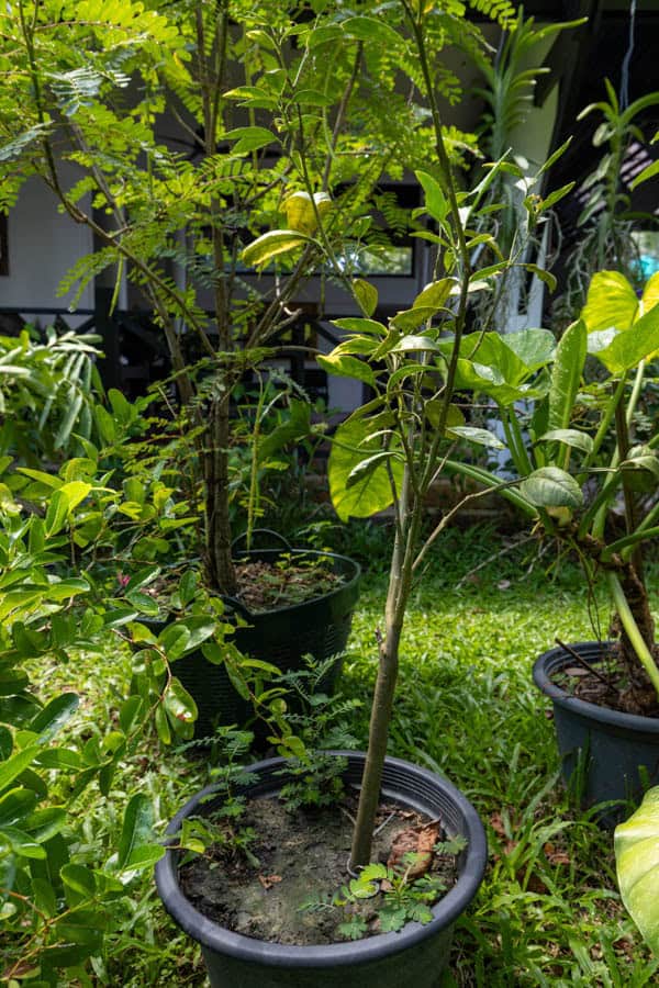 Thai Medicinal Herb Garden Plant Index | Kamala Beach Estate 48 Murraya paniculata ‘Variegata’ – Variegated Orange Jasmine (แก้วขาว), Thai medicinal aromatic shrub with variegated green-and-cream leaves.