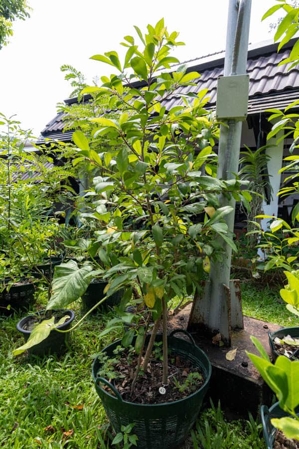 Thai Medicinal Herb Garden Plant Index | Kamala Beach Estate 47 Syzygium aromaticum – Clove Tree (กานพลู), Thai aromatic tree with glossy leaves used for its dried flower buds.