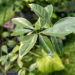 048 Murraya paniculata ‘Variegata (แก้วขาว) 1 Syzygium aromaticum-3