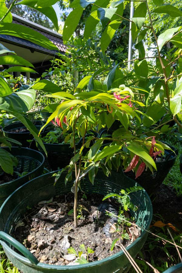Thai Medicinal Herb Garden Plant Index | Kamala Beach Estate 82 Syzygium malaccense – Malay Apple (ชมพู่มะลิ), Thai medicinal tree with glossy leaves and pink shoots, cultivated for its cooling, antioxidant fruit.