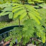 006 Tamarindus indica – Tamarind 3 Tamarindus indica