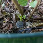 100 Thespesia populnea – Portia Tree (ปอทะเล / Por Thale) 3 Thespesia populnea