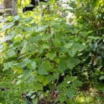 100 Thespesia populnea – Portia Tree (ปอทะเล / Por Thale) 2 Thespesia populnea – Portia Tree (ปอทะเล), coastal Thai medicinal tree with broad heart-shaped green leaves.