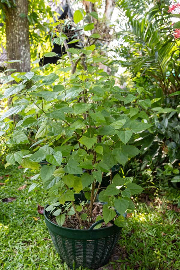 Thai Medicinal Herb Garden Plant Index | Kamala Beach Estate 96 Thespesia populnea – Portia Tree (ปอทะเล), coastal Thai medicinal tree with broad heart-shaped green leaves.