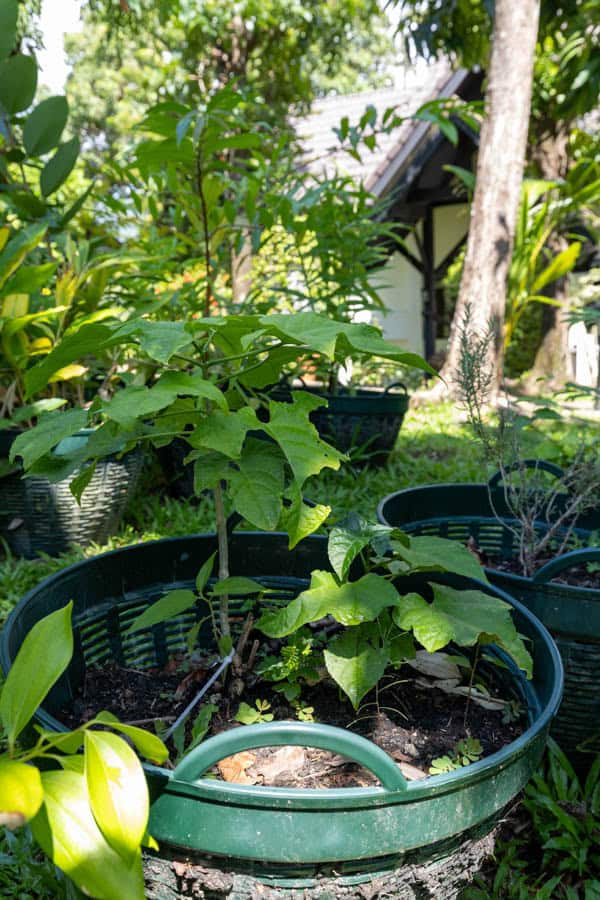 Thai Medicinal Herb Garden Plant Index | Kamala Beach Estate 76 Thespesia populnea – Portia Tree (ปอทะเล), young Thai coastal medicinal tree with broad heart-shaped green leaves.