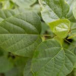 100 Thespesia populnea – Portia Tree (ปอทะเล / Por Thale) 1 Thespesia populnea-3
