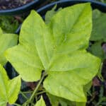077 Thespesia populnea – Portia Tree (ปอทะเล / Por Thale) 1 Thespesia populnea-3