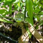 Tinospora crispa