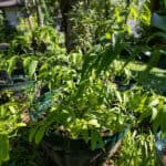Tinospora crispa – Heart-Leaved Moonseed (บอระเพ็ด), climbing Thai medicinal vine with light green leaves used for detox and fever remedies.