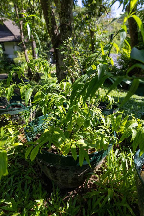 Thai Medicinal Herb Garden Plant Index | Kamala Beach Estate 83 Tinospora crispa – Heart-Leaved Moonseed (บอระเพ็ด), climbing Thai medicinal vine with light green leaves used for detox and fever remedies.