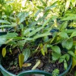 070 Tinospora crispa – Heart-Leaved Moonseed (บอระเพ็ด / Borapet) 2 Tinospora crispa – Heart-Leaved Moonseed (บอระเพ็ด), young vine with smooth green stems and glossy, heart-shaped leaves.