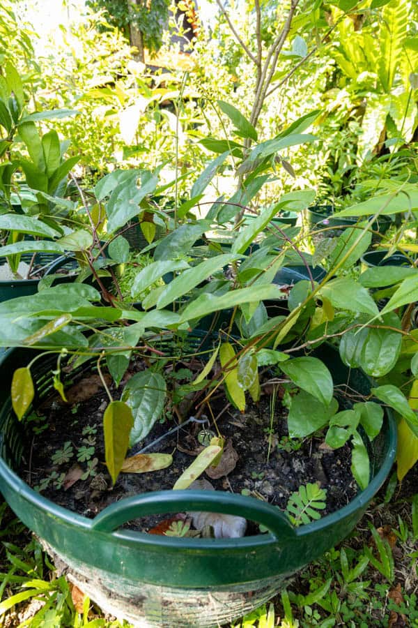 Thai Medicinal Herb Garden Plant Index | Kamala Beach Estate 69 Tinospora crispa – Heart-Leaved Moonseed (บอระเพ็ด), young vine with smooth green stems and glossy, heart-shaped leaves.