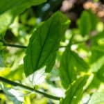 Tinospora crispa-3