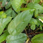 070 Tinospora crispa – Heart-Leaved Moonseed (บอระเพ็ด / Borapet) 1 Tinospora crispa-3
