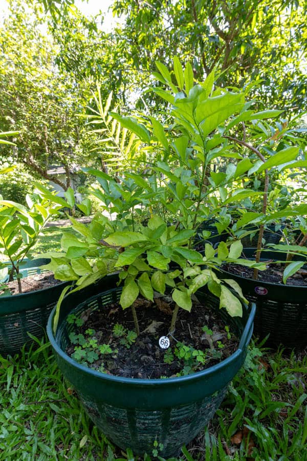 Thai Medicinal Herb Garden Plant Index | Kamala Beach Estate 65 Wrightia arborea – Ivory Tree (โมกใหญ่), Thai medicinal tree with slender stems and glossy green leaves.