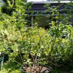 098 Vitex trifolia – Simpleleaf Chastetree (ผีเสื้อ / Phee Suea) 4 Vitex trifolia (ผีเสื้อ) – Thai medicinal shrub with trifoliate leaves and soft aromatic foliage.