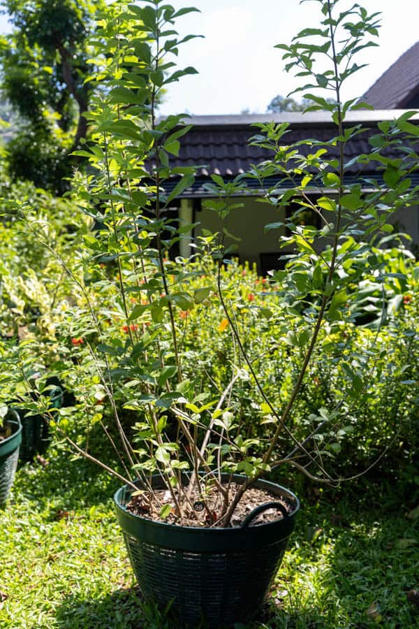 Thai Medicinal Herb Garden Plant Index | Kamala Beach Estate 94 Vitex trifolia (ผีเสื้อ) – Thai medicinal shrub with trifoliate leaves and soft aromatic foliage.