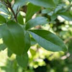 098 Vitex trifolia – Simpleleaf Chastetree (ผีเสื้อ / Phee Suea) 3 Vitex trifolia-3