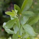 098 Vitex trifolia – Simpleleaf Chastetree (ผีเสื้อ / Phee Suea) 2 Vitex trifolia-4