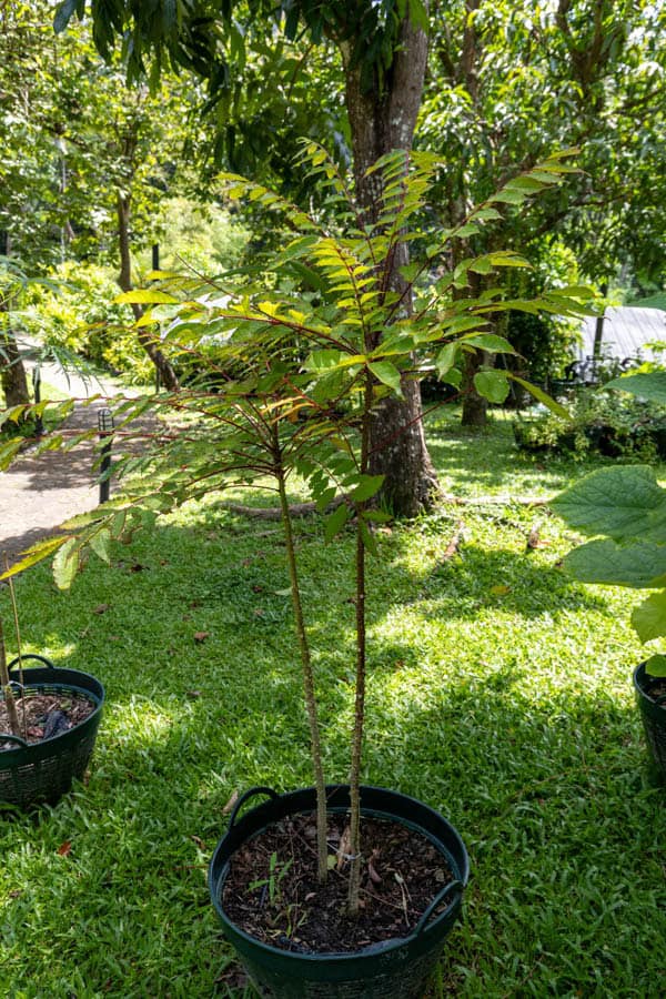 Thai Medicinal Herb Garden Plant Index | Kamala Beach Estate 41 Zanthoxylum rhetsa – Indian Prickly Ash (มะแข่น), Thai medicinal tree with spiny bark and aromatic compound leaves.