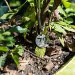 079 Ziziphus mauritiana – Indian Jujube (พุทรา / Put-sa) 3 Ziziphus mauritiana